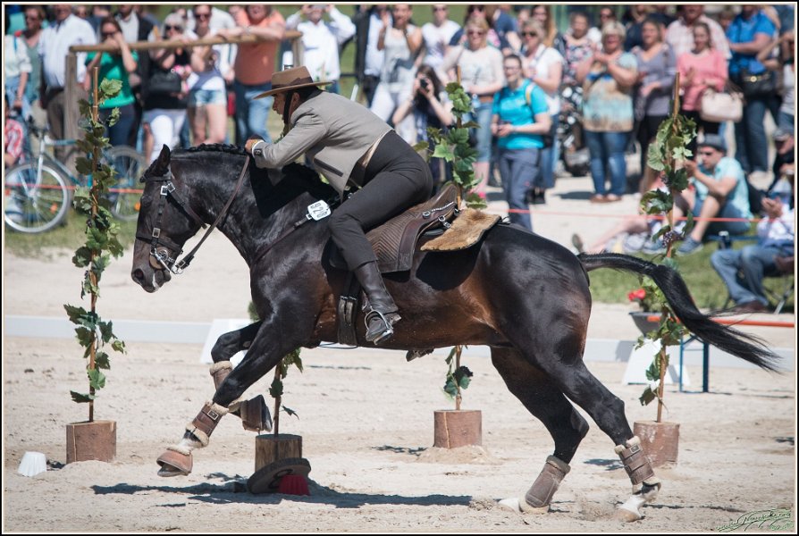 Pferd International 190